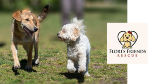 Floris Friends charity donation for rescue dogs